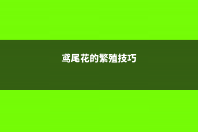 鸢尾花的繁殖技巧，哪种更常用 (鸢尾花的繁殖技巧)