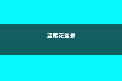 盆栽鸢尾花需要换盆吗，怎么换盆 (鸢尾花盆景)