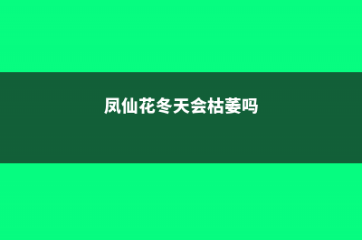 盆栽凤仙花冬天怎么养，冬天可以成活吗 (凤仙花冬天会枯萎吗)