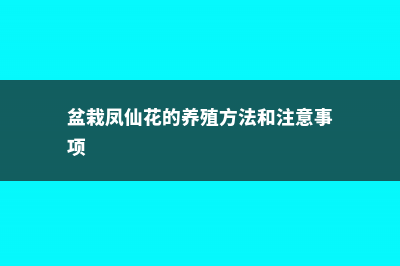 盆栽凤仙花的养殖方法和注意事项，凤仙花图片 (盆栽凤仙花的养殖方法和注意事项)