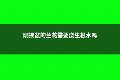 刚换盆的兰花需要浇水吗，怎么浇水 (刚换盆的兰花需要浇生根水吗)