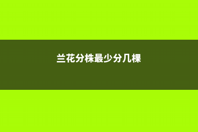 兰花分株最少分成几苗，正确的分株方法介绍 (兰花分株最少分几棵)