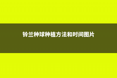 铃兰种球种植方法和注意事项，如何挑选种球 (铃兰种球种植方法和时间图片)