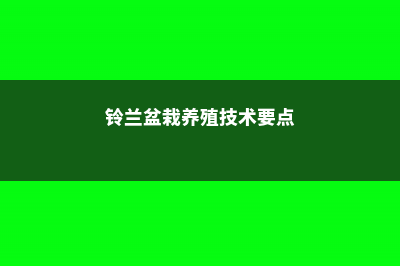 铃兰盆栽养殖技巧，如何繁殖 (铃兰盆栽养殖技术要点)