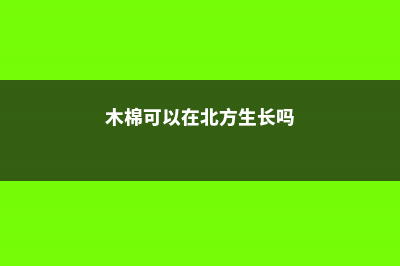 木棉在北方能生长吗，耐寒吗 (木棉可以在北方生长吗)