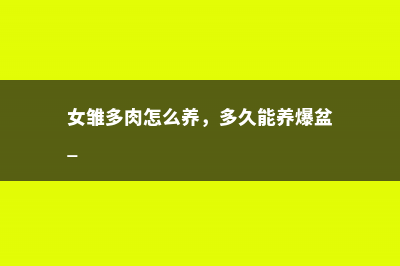 女雏多肉怎么养，多久能养爆盆 