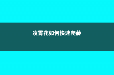 凌霄花如何快速生长，养护几天浇一次水 (凌霄花如何快速爬藤)