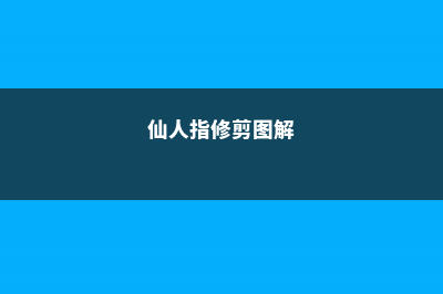 仙人指怎么修剪，怎么扦插 (仙人指修剪图解)