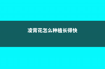 凌霄花怎么种植长得快，养几年才开花 (凌霄花怎么种植长得快)