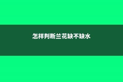 怎样判断兰花缺水，怎么看该不该浇水 (怎样判断兰花缺不缺水)