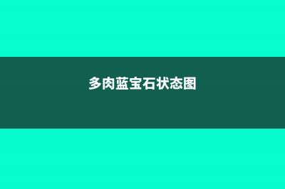 蓝宝石多肉怎么养，和红宝石有什么区别 (多肉蓝宝石状态图)