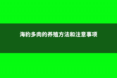 海豹多肉怎么养，叶子皱了怎么办 (海豹多肉的养殖方法和注意事项)