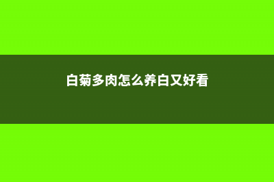 白菊多肉怎么养，用深盆种还是浅盆种 (白菊多肉怎么养白又好看)