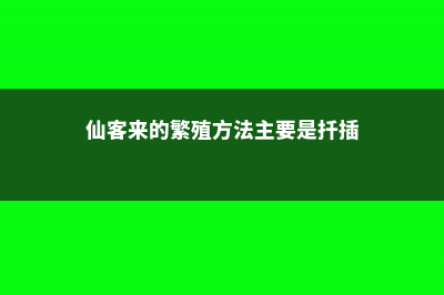 仙客来繁殖方法和注意事项，繁殖的主要方式 (仙客来的繁殖方法主要是扦插)