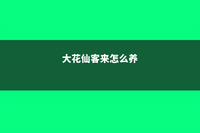 仙客来怎么养，家庭养法 (大花仙客来怎么养)