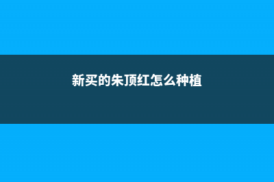 新买的朱顶红怎么养 (新买的朱顶红怎么种植)