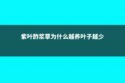 新买的紫叶酢浆草怎么养 (紫叶酢浆草为什么越养叶子越少)