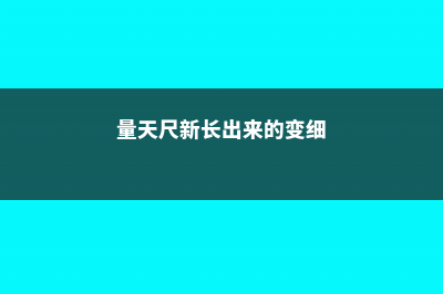 新买的量天尺怎么养 (量天尺新长出来的变细)