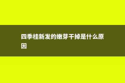 新买的四季桂怎么养 (四季桂新发的嫩芽干掉是什么原因)