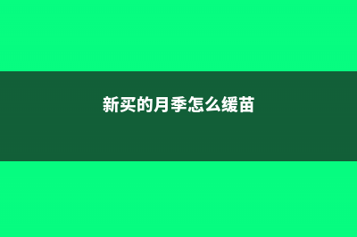 新买的月季怎么养 (新买的月季怎么缓苗)