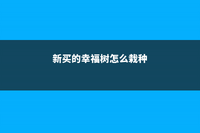 新买的幸福树怎么养 (新买的幸福树怎么栽种)