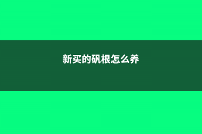 新买的矾根怎么养 (新买的矾根怎么养)