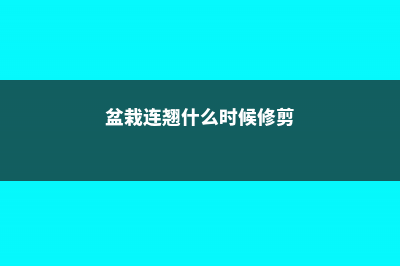 盆栽连翘花的养殖方法，特性及养护 (盆栽连翘什么时候修剪)