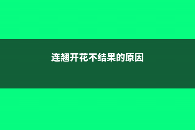 连翘开花不结果怎么办，不开花是什么原因 (连翘开花不结果的原因)