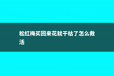 新买的松红梅怎么养 (松红梅买回来花就干枯了怎么救活)