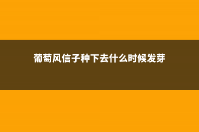 新买的葡萄风信子怎么养 (葡萄风信子种下去什么时候发芽)