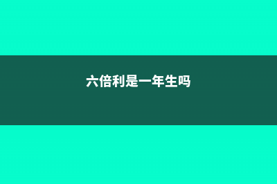 新买的六倍利怎么养 (六倍利是一年生吗)