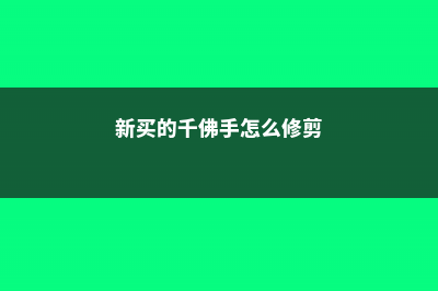 新买的千佛手怎么养 (新买的千佛手怎么修剪)