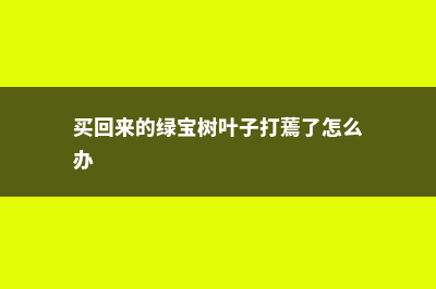 新买的绿宝树怎么养 (买回来的绿宝树叶子打蔫了怎么办)