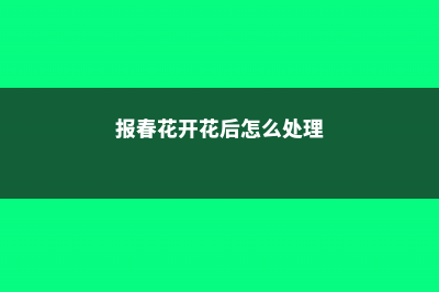 新买的报春花怎么养 (报春花开花后怎么处理)