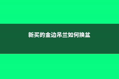 新买的金边吊兰怎么养 (新买的金边吊兰如何换盆)