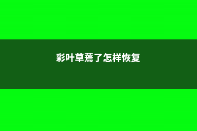 新买的彩叶草怎么养 (彩叶草蔫了怎样恢复)