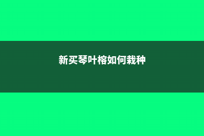 新买的琴叶榕怎么养 (新买琴叶榕如何栽种)