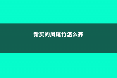 新买的凤尾竹怎么养 (新买的凤尾竹怎么养)