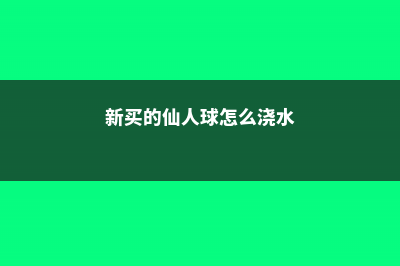 新买的仙人球怎么养 (新买的仙人球怎么浇水)