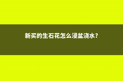 新买的生石花怎么养 (新买的生石花怎么浸盆浇水?)