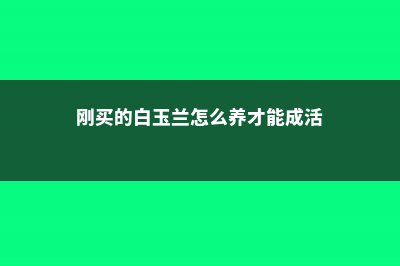 新买的白玉兰怎么养 (刚买的白玉兰怎么养才能成活)