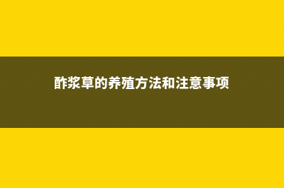 酢浆草的养殖方法和注意事项 (酢浆草的养殖方法和注意事项)