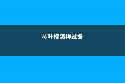 琴叶榕怎么过冬，南方能室外过冬吗 (琴叶榕怎样过冬)