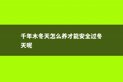 千年木冬天怎么养，掉叶子怎么办 (千年木冬天怎么养才能安全过冬天呢)