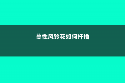 蔓性风铃花如何过冬，会冻死吗 (蔓性风铃花如何扦插)