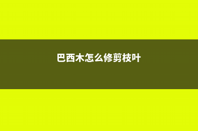 巴西木怎么修剪，打顶后多久发芽 (巴西木怎么修剪枝叶)