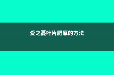 爱之蔓怎么养叶子多，叶子越来越小怎么办 (爱之蔓叶片肥厚的方法)