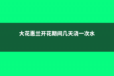 大花惠兰开花期管理（花期多长时间，开花时能施肥吗） (大花惠兰开花期间几天浇一次水)