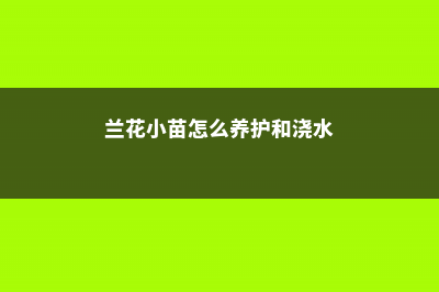 兰花小苗怎么养，一苗的兰花能种活吗 (兰花小苗怎么养护和浇水)