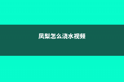 观赏凤梨怎么水培，可以一直水培吗 (凤梨怎么浇水视频)